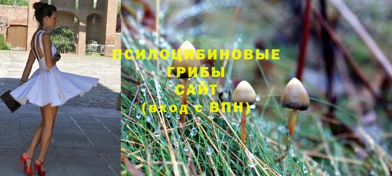 Псилоцибиновые грибы Cubensis  Барнаул 